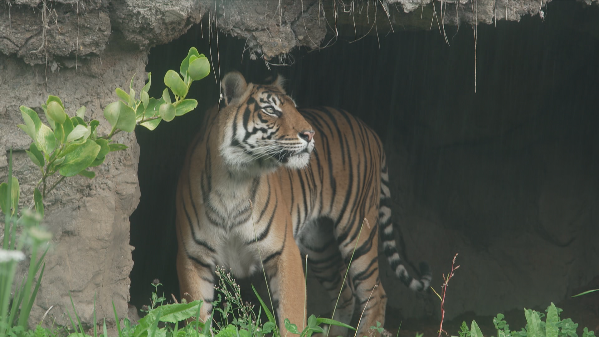 Sali, Auckland Zoo's first tiger in three years, settling in